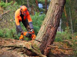 Why Choose Our Tree Removal Services in Lakeview, MI?